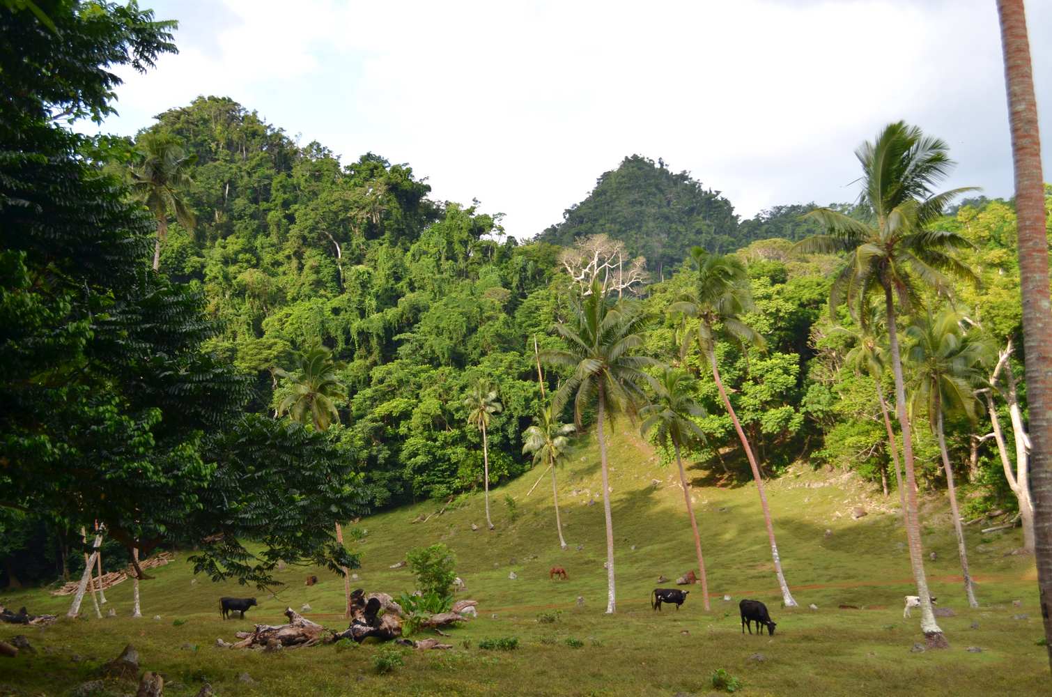 Fiji- Papayaga around the world